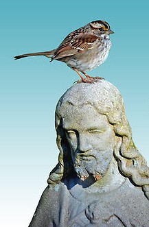 WHO'S WATCHING WHO Do animals have souls?