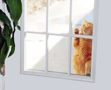 POOR PUSS Wants in, but don't be fooled!