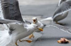 CLICK BAIT The mainstream media's fight for attention is ugly.