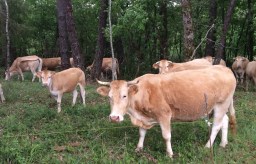 FREE RANGE Cattle in the woods near Prayssac.
