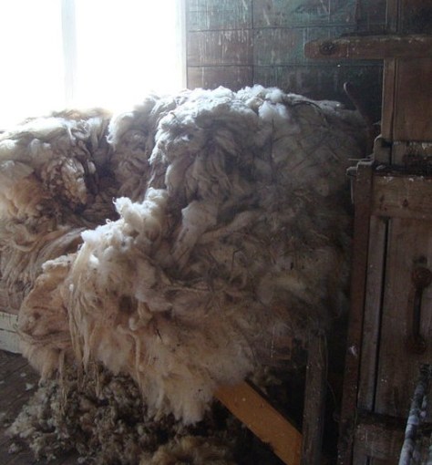 800px-Wool_fleece_69