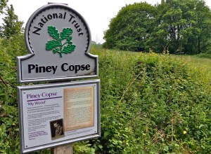 TREES IN TRUST The western boundary of Piney Copse, Abinger Hammer, Surrey.