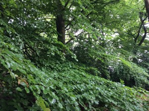 BEECH BOUGHS Forster planted Piney Copse with beech trees after 1924.
